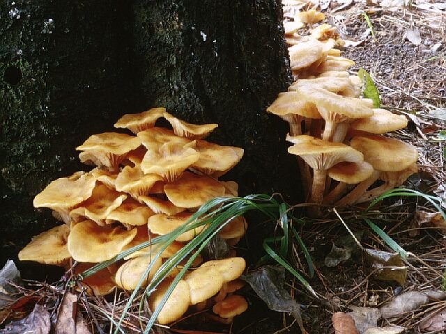 森林生物データベース