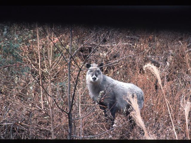 森林生物データベース