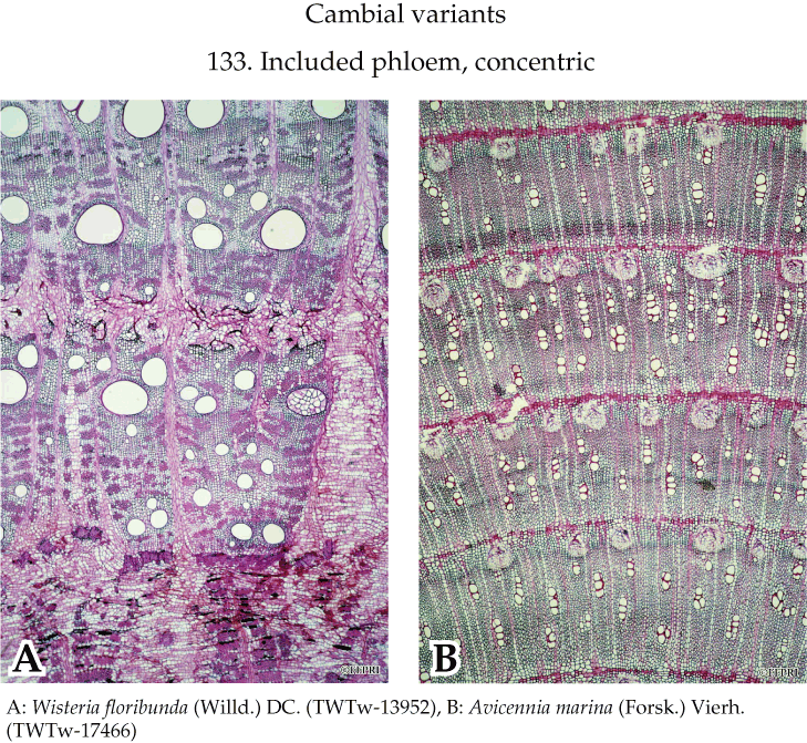 Microscopic Identification of Japanese Woods Microscopic Identification of Japanese Woods