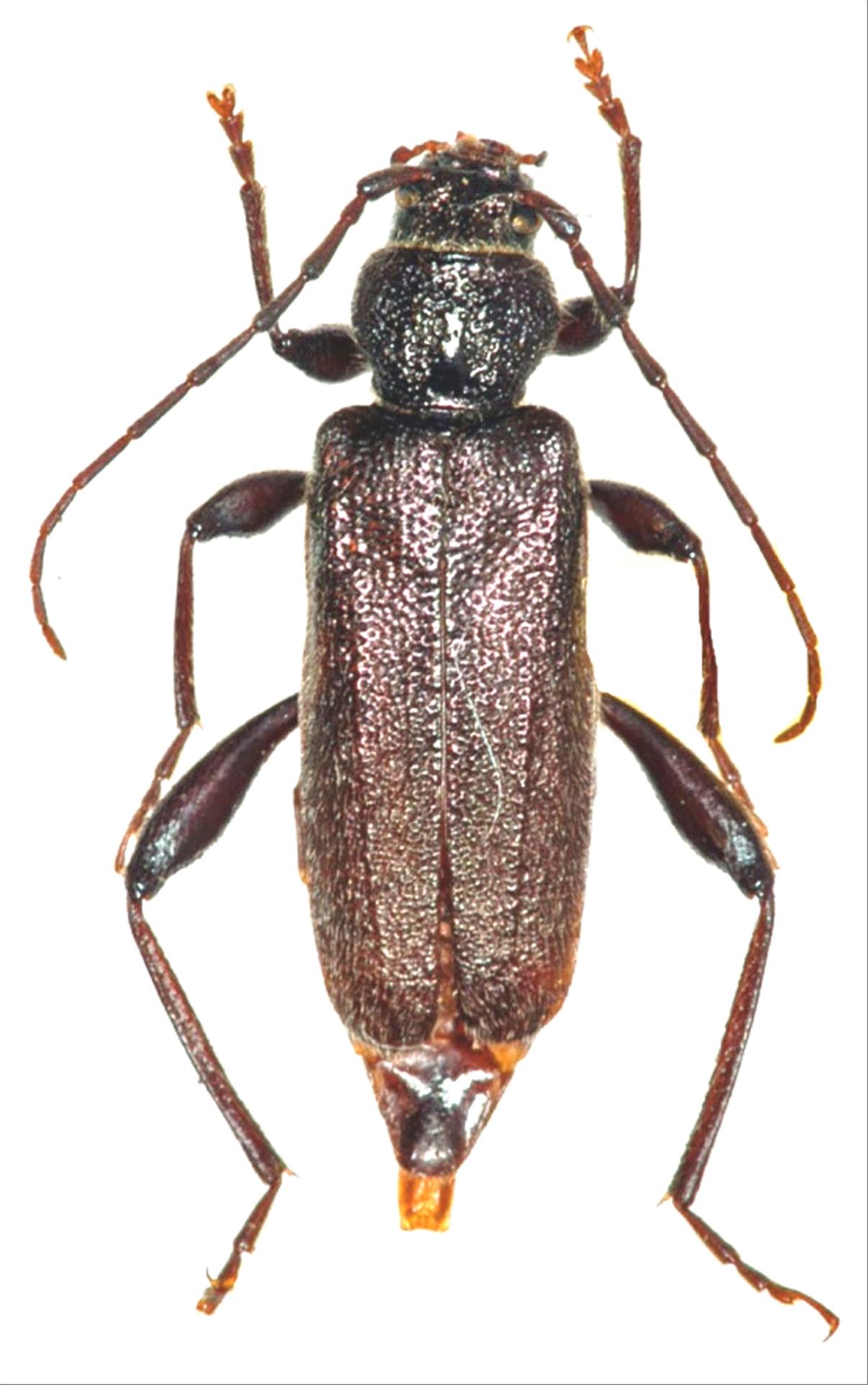 ペルーカミキリムシ　Callipogon Armillatus ？約112mm ペルーカミキリムシ Callipogon Armillatus ？約112mm