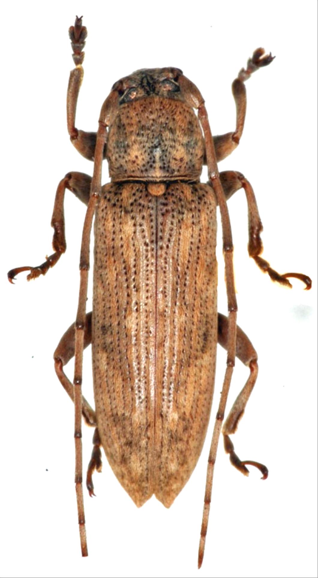 レモネイトゲウスバカミキリCalli- lemoinei ♂♀ 71/51mm レモネイトゲウスバカミキリCalli- lemoinei ♂♀ 71/51mm