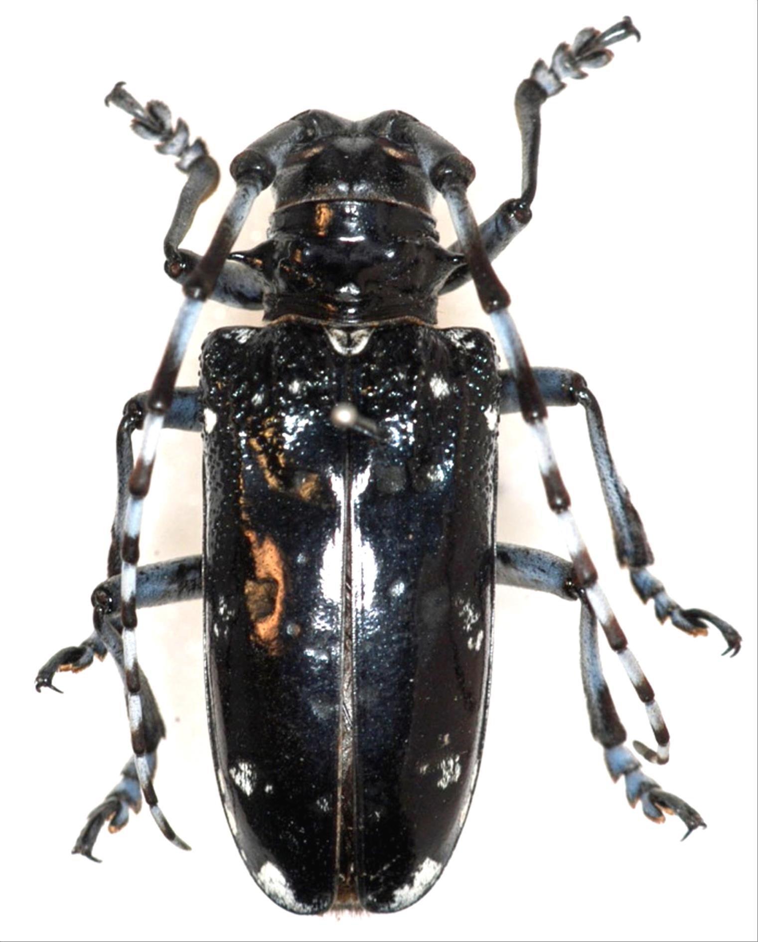 アルミラトゥス カミキリ標本 標本 callipogon armillatus アルミラトゥス | K・Aビのカブクワ