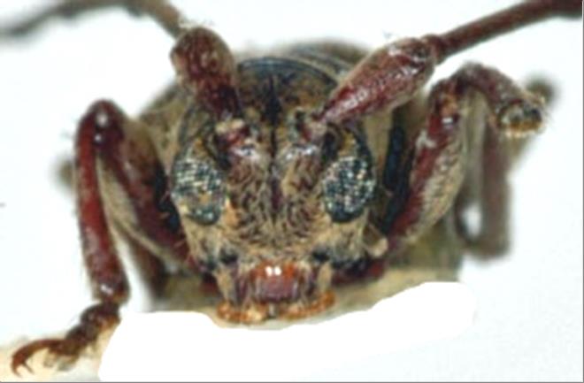 日本産カミキリムシデータベース