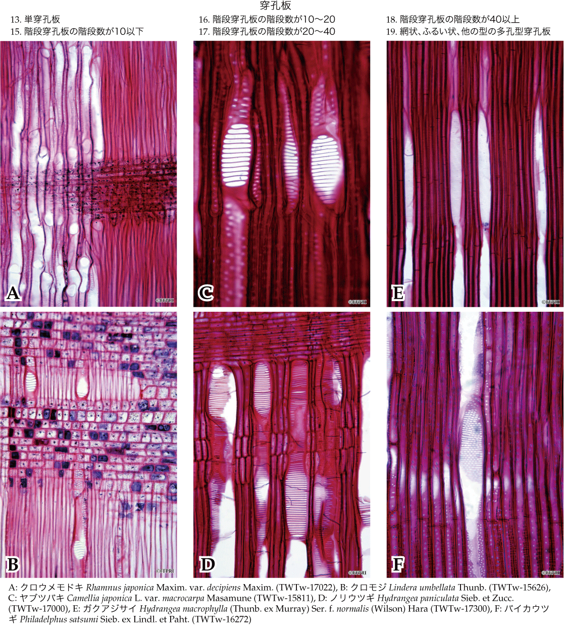 日本産木材識別データベース