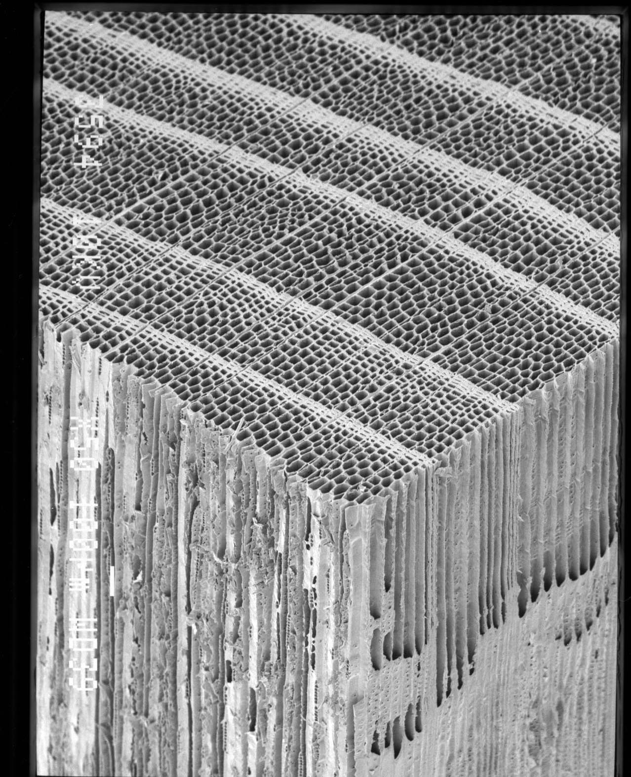 日本産木材データベース